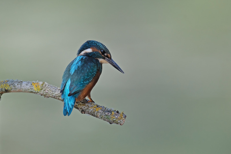 Kingfisher - Alcedo atthis - Lakes, Streams and Ponds