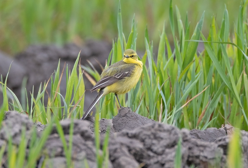 Yellow Wagtail - Motacilla flava - Meadows, Fields and Open spaces