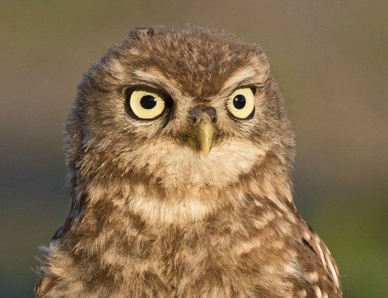 Little Owl - Athene noctua - Birds of prey