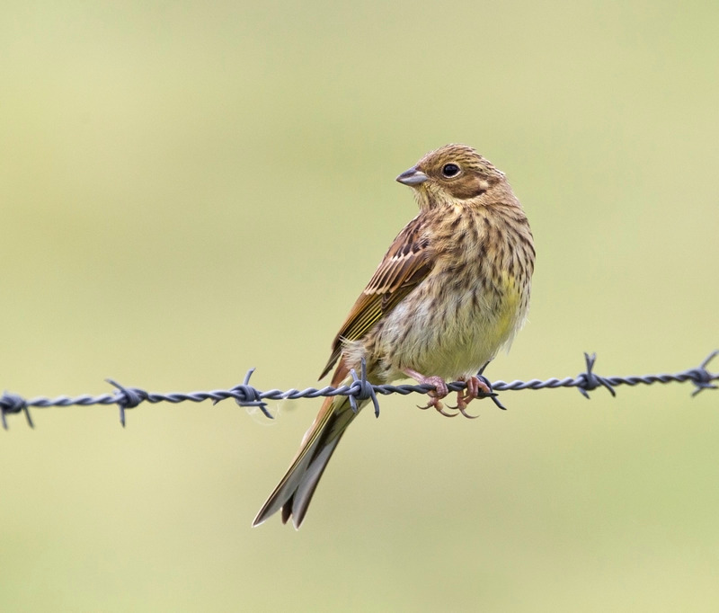 Corn Bunting