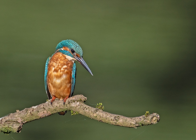 Kingfisher - Alcedo atthis - Lakes, Streams and Ponds