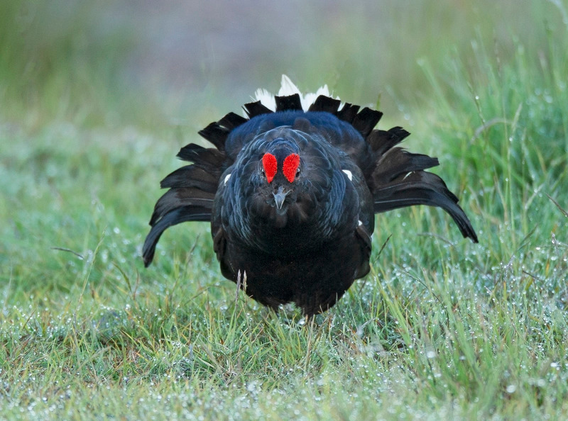 Black Grouse