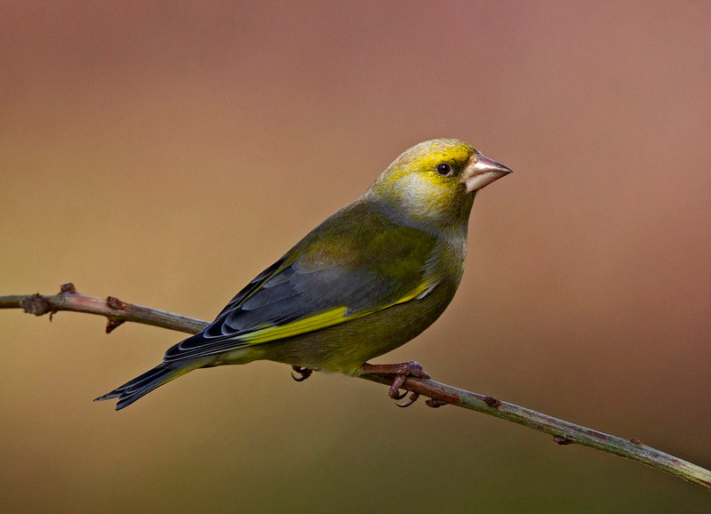 Greenfinch