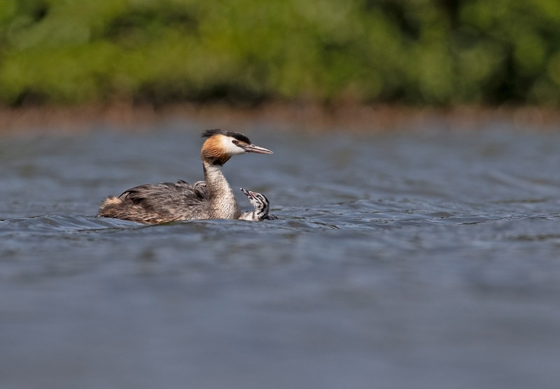 Great Crested Grebe - Podiceps cristatu - Lakes, Streams and Ponds