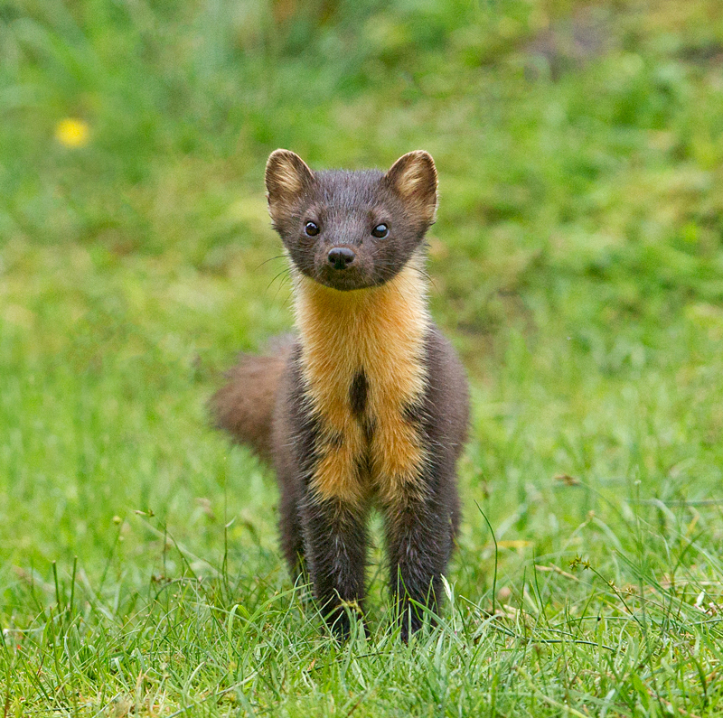 Grahan Manson | Wildlife Photography | Pine Marten