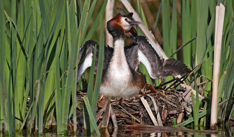 Great Crested Grebe - Podiceps cristatu - Lakes, Streams and Ponds