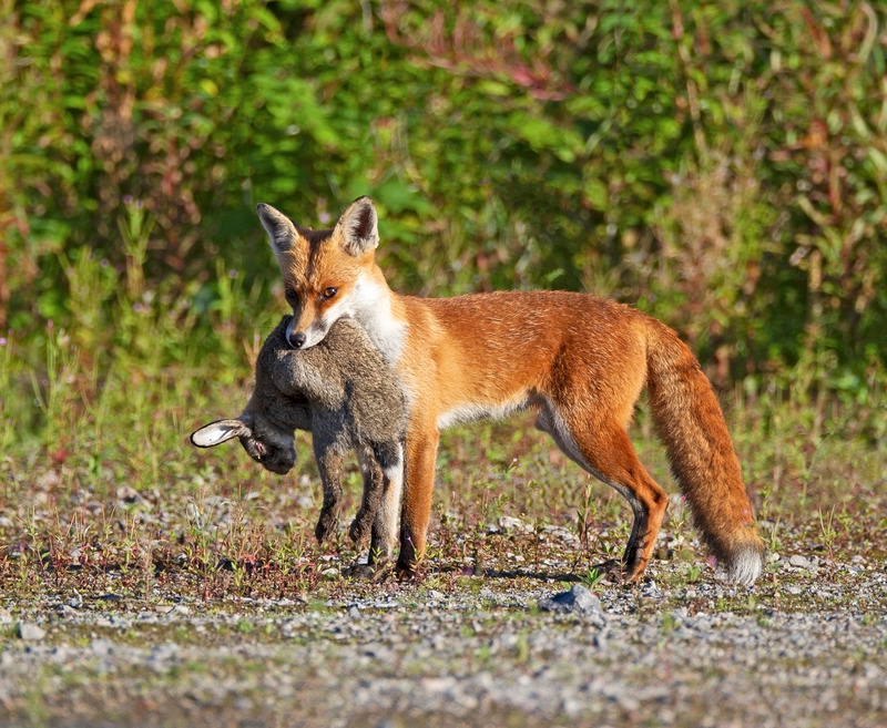 Fox | Moore Nature Reserve