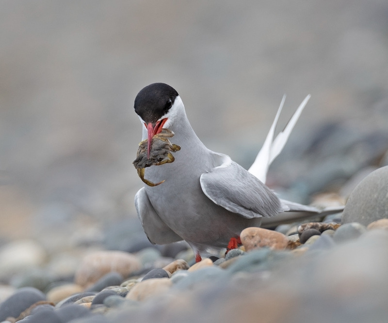 Artic Tern
