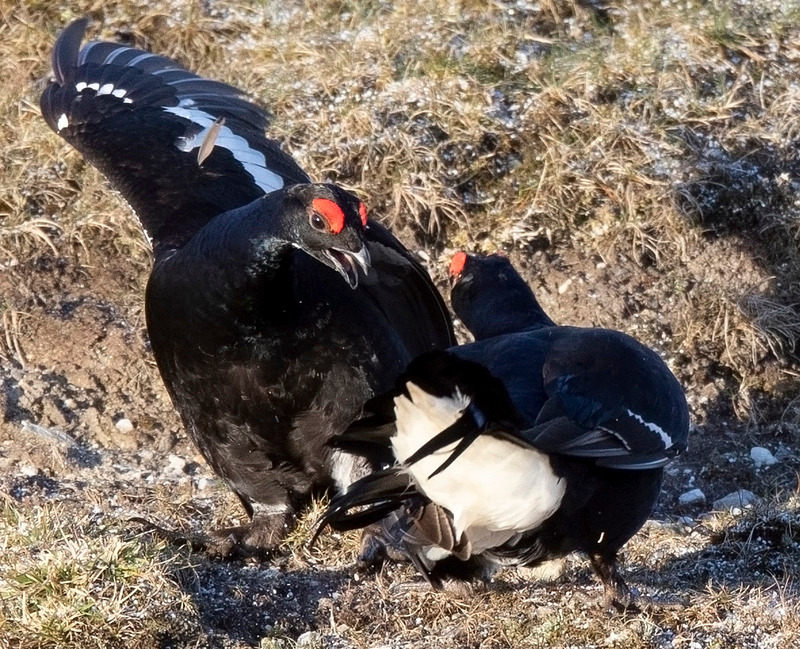 Black Grouse - Tetrao tetrix - On the moors