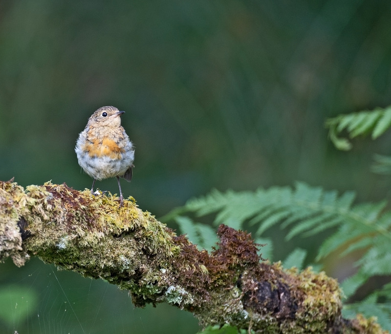 Robin - Erithacus rubecula - Ardnamurchan