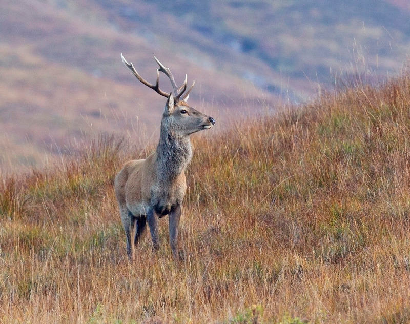 Red Deer Stag