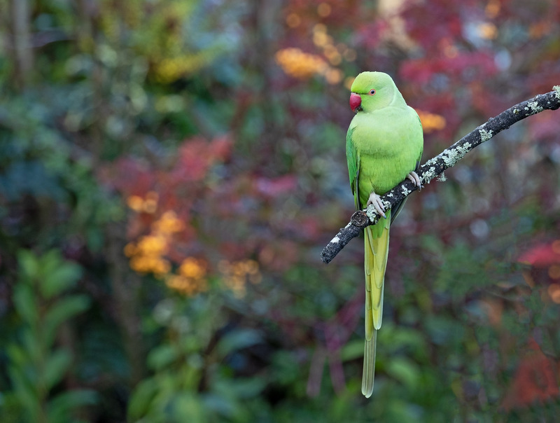 Ring Necked Parakeet | Appleton | Warrington