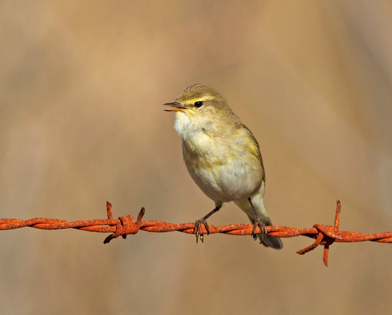 Willow Warbler