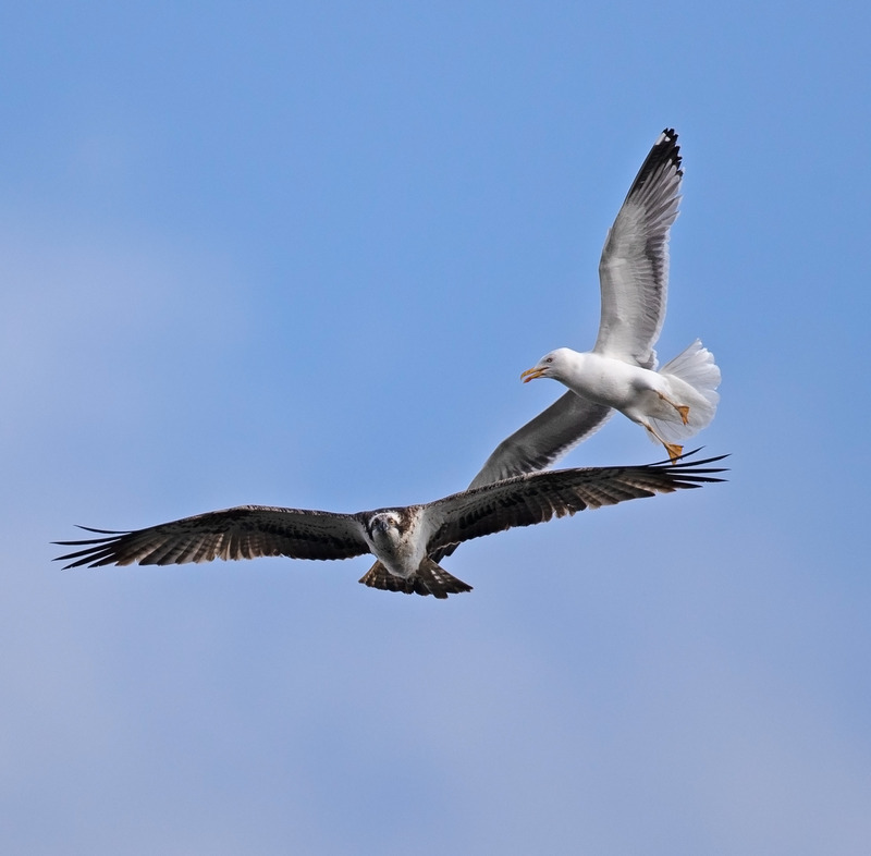 Osprey - Pandion haliaetus - Birds of prey