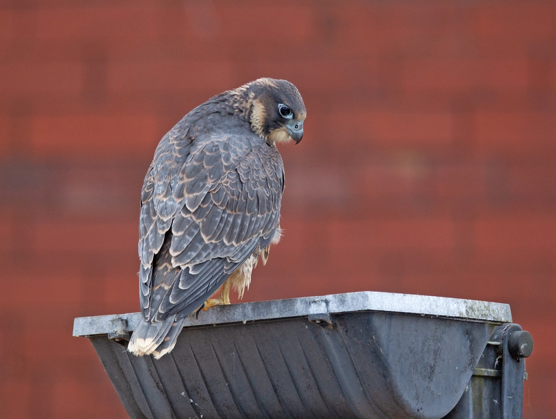 Juvenile Peregrine Falcon