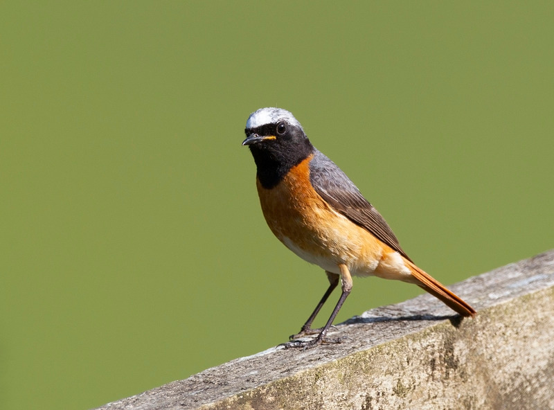 Redstart - Phoenicurus phoenicurus - Hedgerows and Woodland