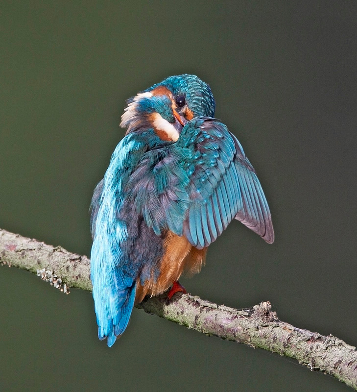 Kingfisher