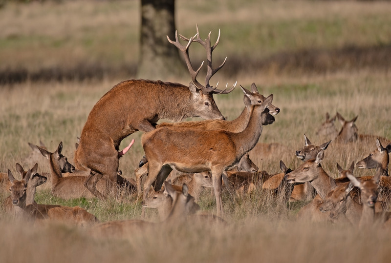 Red Deer - Cervus elaphus - Mammals