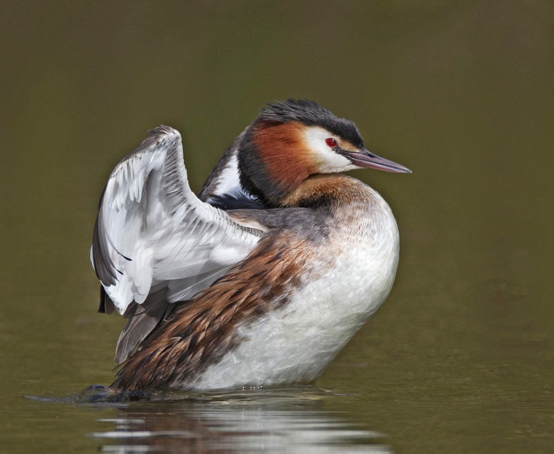 Great Crested Grebe