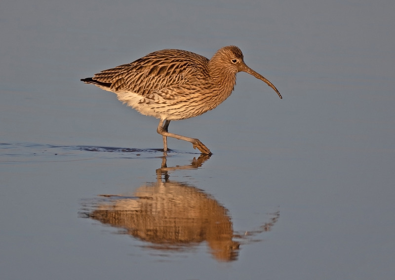 Curlew - Numenius arquata - The Coast
