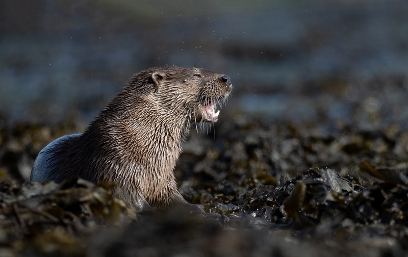 Otter Photography Ardnamurchan