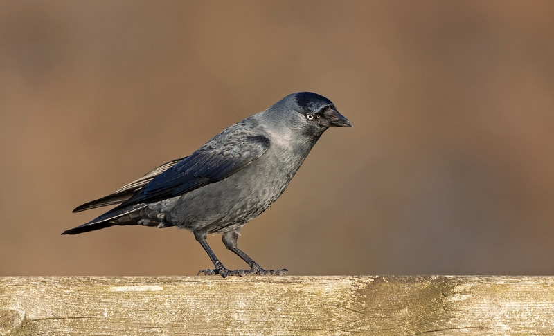 Jackdaw - Corvus monedula - Hedgerows and Woodland