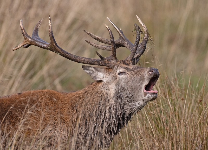 Red Deer - Cervus elaphus - Mammals