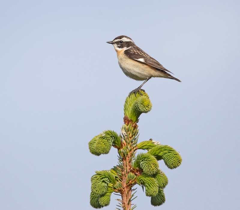 Whinchat | Worlds End