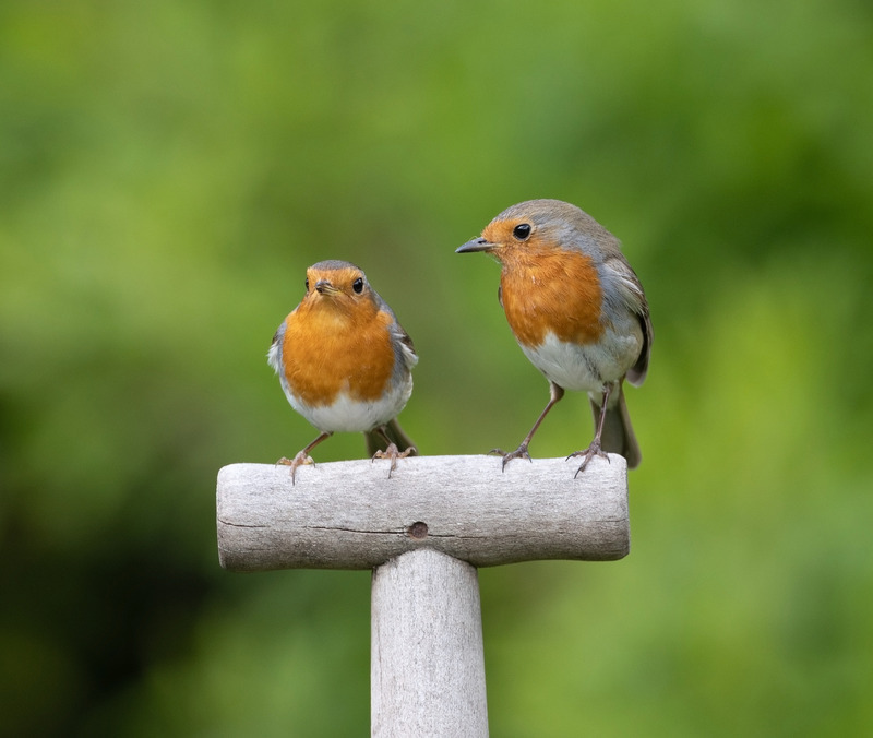 Robin - Erithacus rubecula - Hedgerows and Woodland