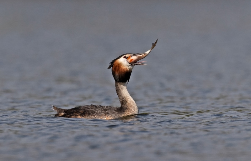 Great Crested Grebe - Podiceps cristatu - Lakes, Streams and Ponds