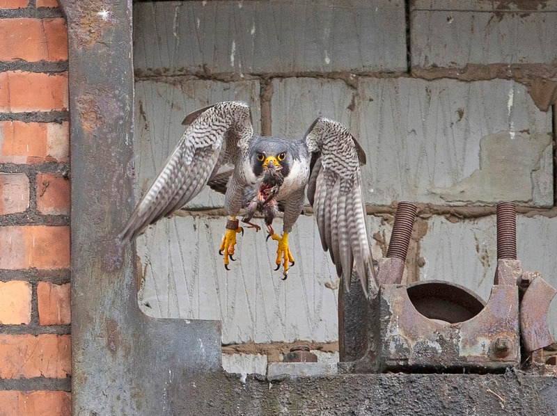 Peregrine Falcon - Falco peregrinus - Birds of prey
