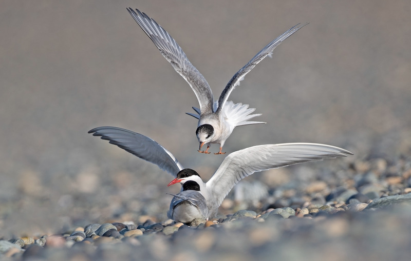 Arctic Terns - Sterna paradisaea - The Coast