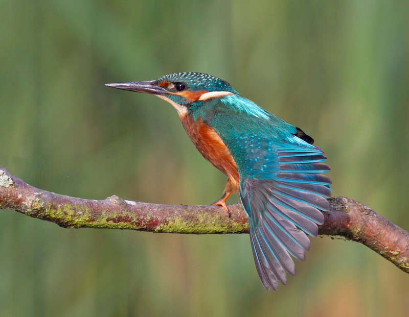 Kingfisher - Alcedo atthis - Lakes, Streams and Ponds