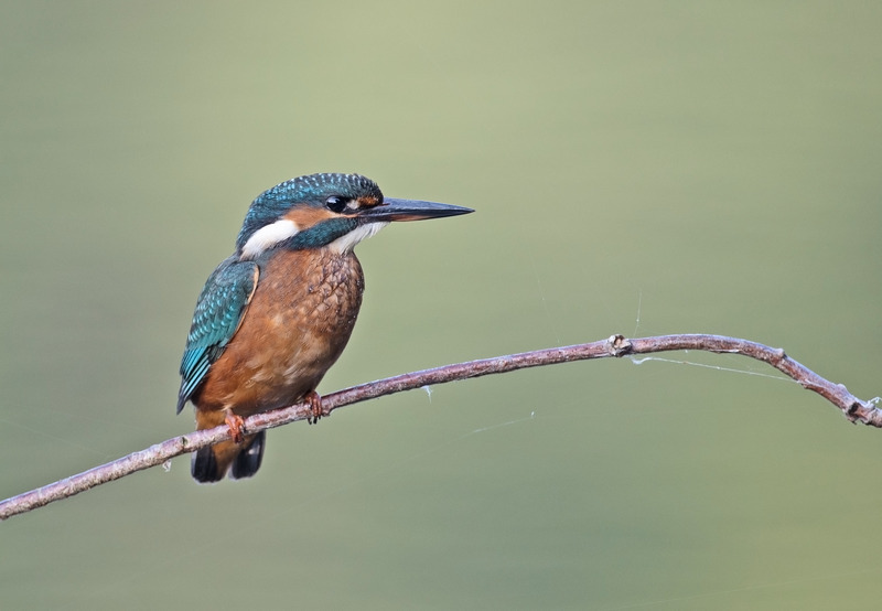 Kingfisher - Alcedo atthis - Lakes, Streams and Ponds