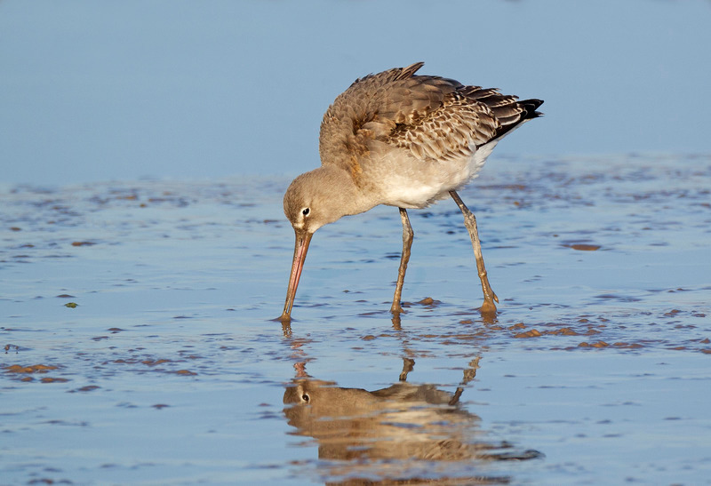 Bar-tailed Godwit - The Coast