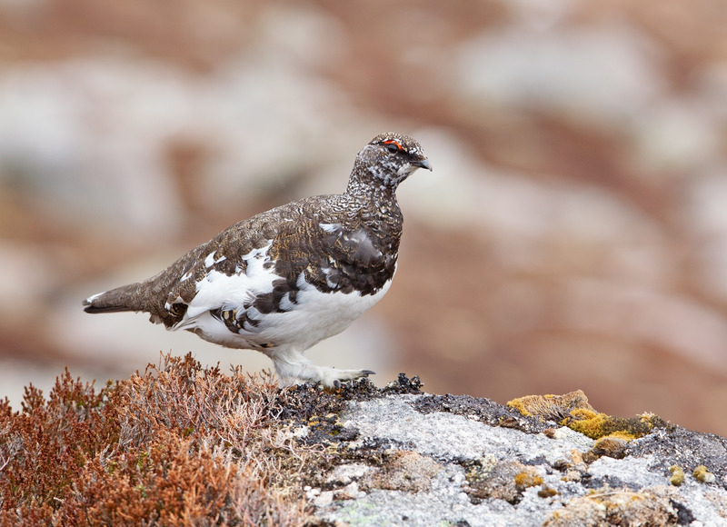 Ptarmigan - Lagopus muta - Cairngorms