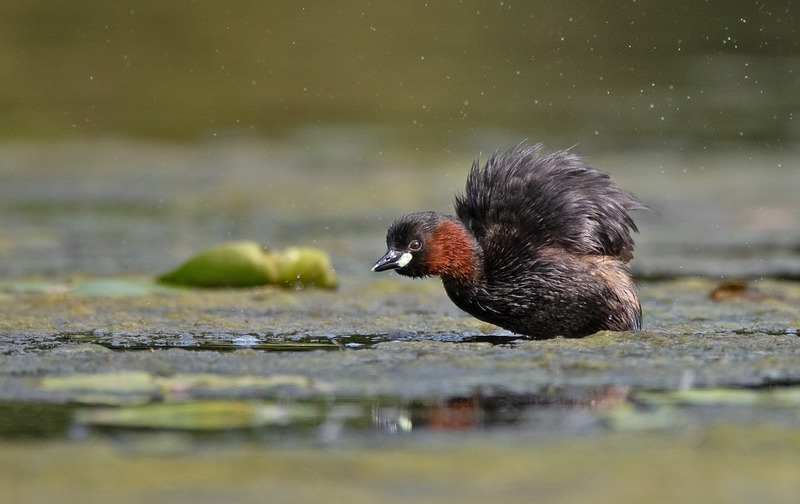 Little Grebe