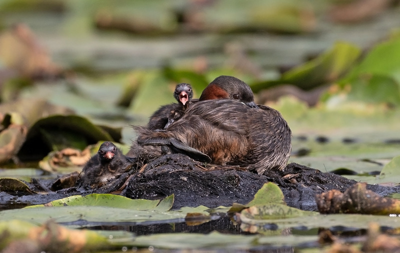 Little Grebe - Tachybaptus ruficollis - Lakes, Streams and Ponds