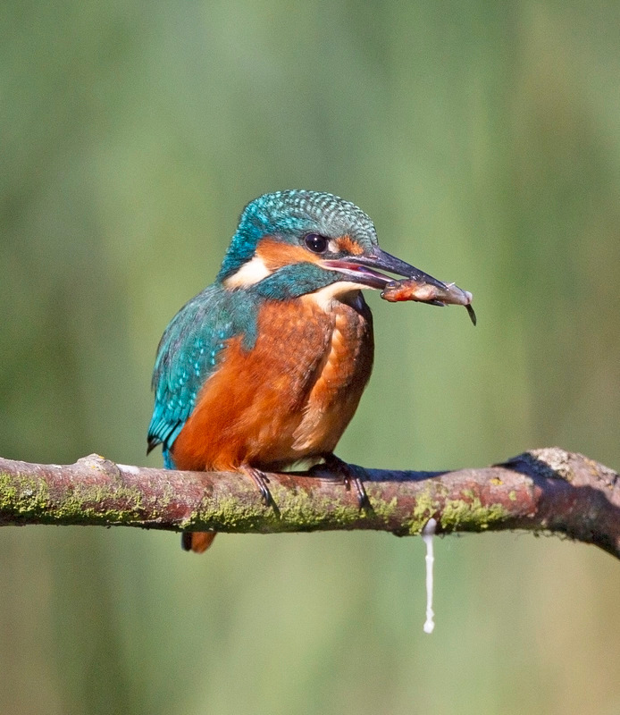 Kingfisher | Stickleback