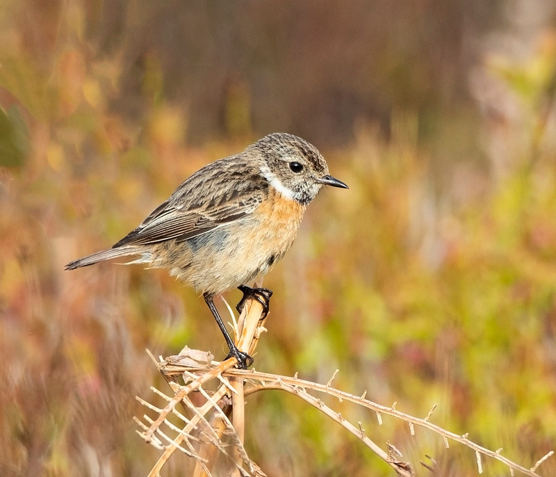 Stonechat (f) - Saxicola rubicola - On the moors