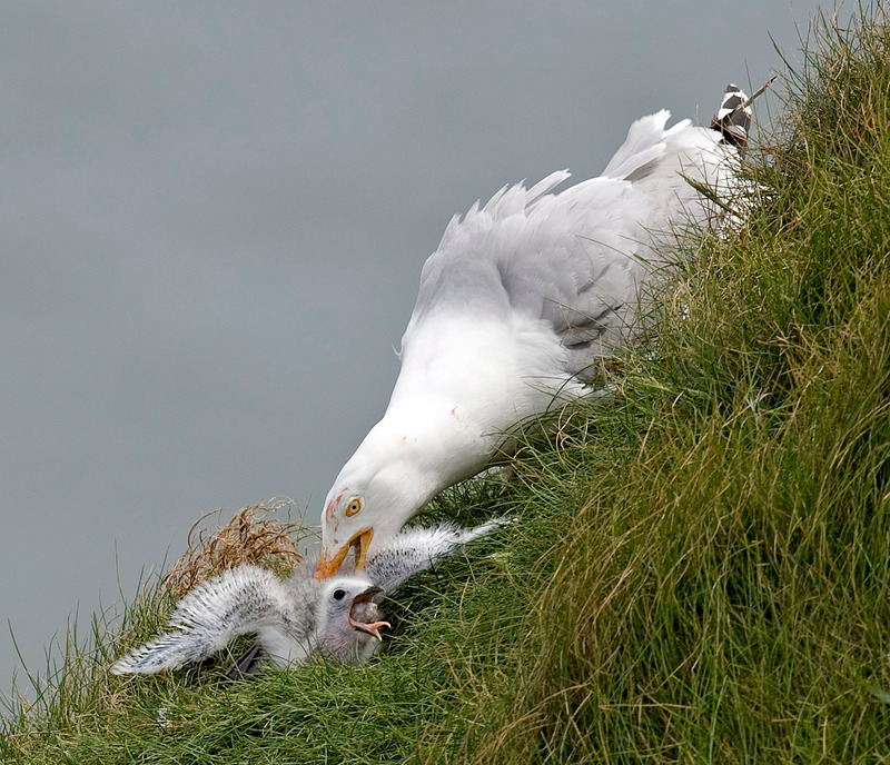Herring Gull - Larus argentatus - The Coast