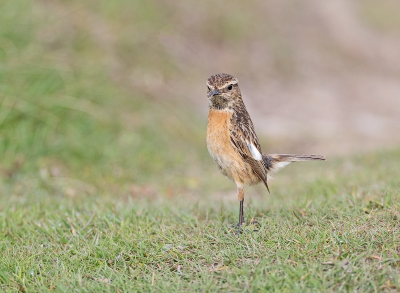 Stonechat (f) - Saxicola rubicola - On the moors