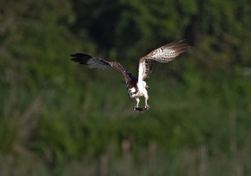 Osprey - Pandion haliaetus - Birds of prey
