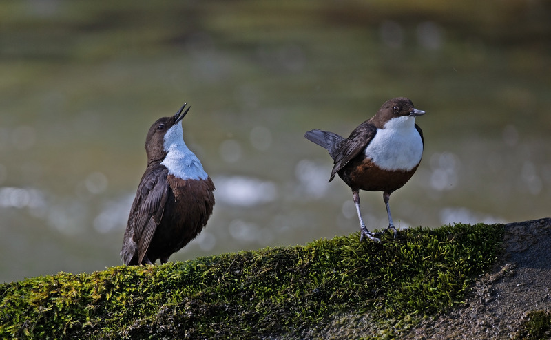 Dipper - Cinclus cinclus - Lakes, Streams and Ponds