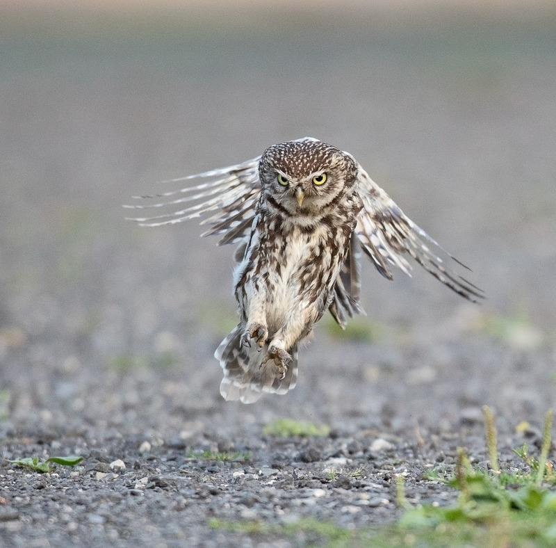 Little Owl -  Athene noctua - Birds of prey