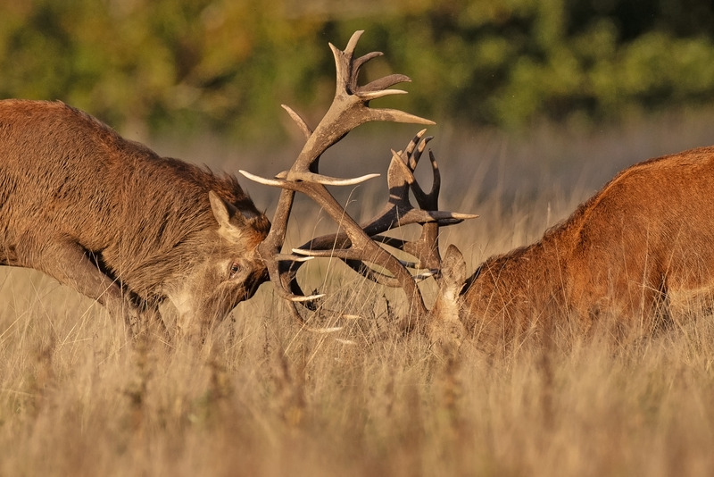 Red Deer - Cervus elaphus - Mammals