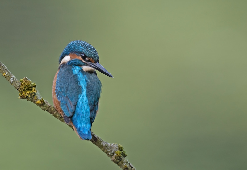 Kingfisher - Alcedo atthis - Lakes, Streams and Ponds