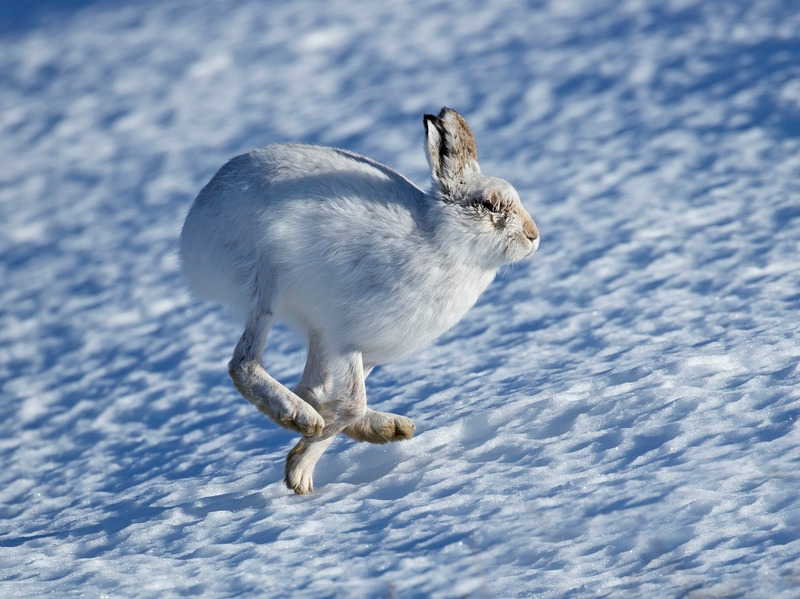 Running Hare