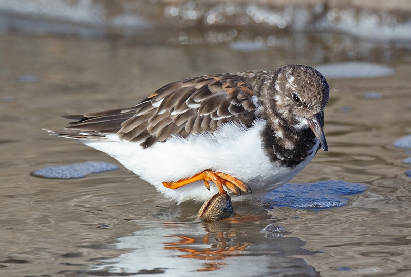 Turnstone - Arenaria interpres - The Coast