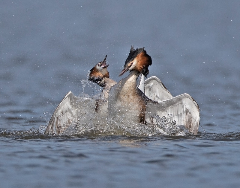 Great Crested Grebe - Podiceps cristatu - Lakes, Streams and Ponds